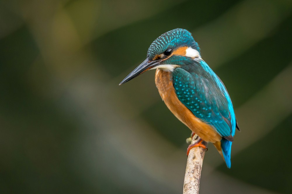 Galveston Island Hosts FeatherFest, One of the Largest Birding Festivals in Texas | Galveston, Texas, USA