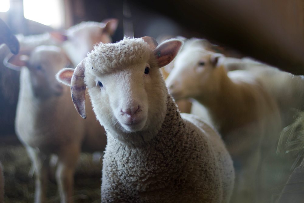 Washington County Fair is the Oldest County Fair in Texas | Brenham, Texas, USA