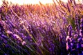 Lavender Farms and Market at Blanco Lavender Festival