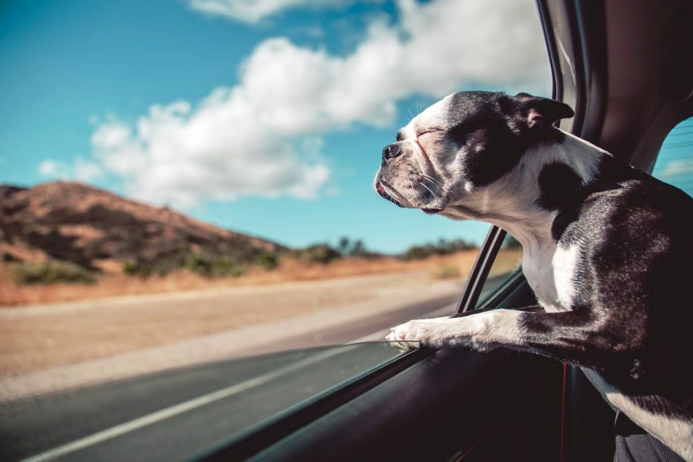 6 Things to Remember When Traveling With a Pet