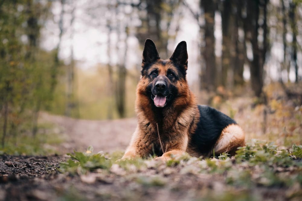 The Best Dog Breeds to Guard Your Home and Family