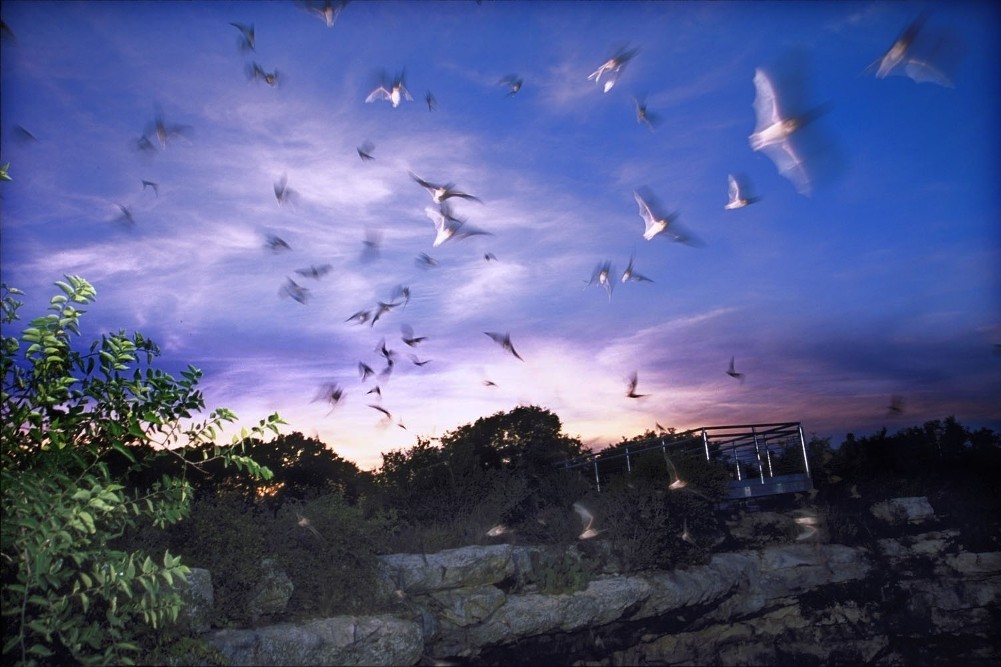 Texas Bat Colonies