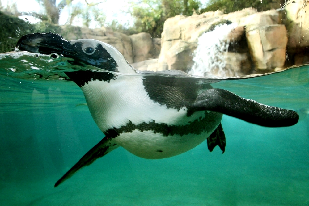 Penguin Chicks: The First Four Months in Three Minutes