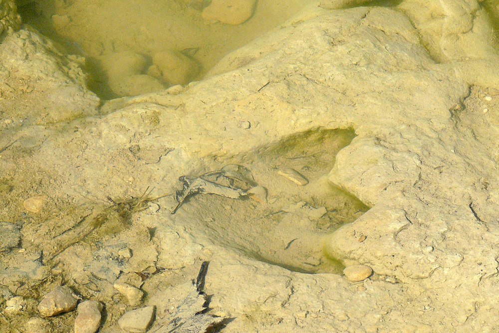 Tread the Riverbed of Dinosaur Valley State Park